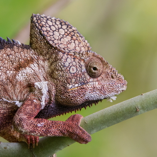 Isalo - Close-up Oustalet's chameleon